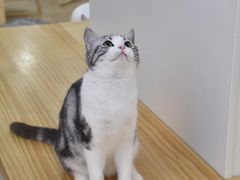 -李小姐の猫咖啡馆(五角场店)