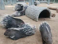 -北京野生动物园