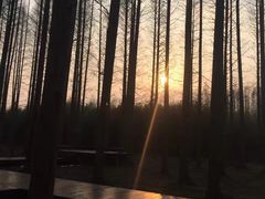 -黄海国家森林公园