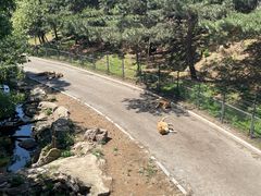 -大连森林动物园