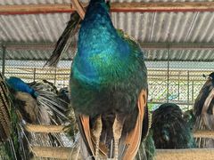 -西双版纳原始森林公园