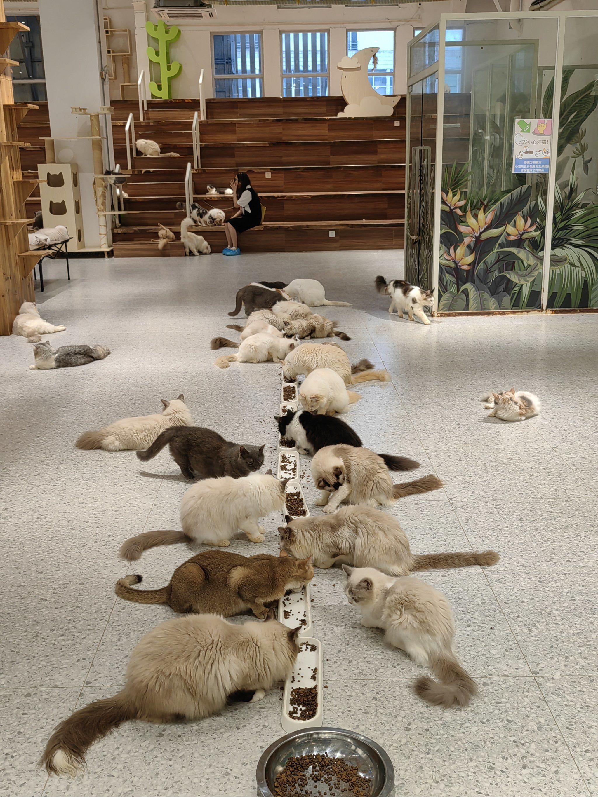 猫咪天地～宠物乐园