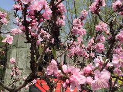 -南汇桃花村