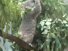 -广州长隆野生动物世界