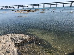 -星海湾跨海大桥