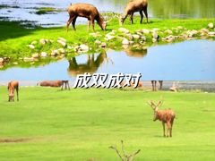 -南海子公园