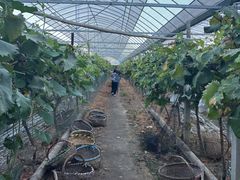 -马陆小张葡萄园农家乐