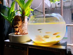 -樹下遇见树·咖啡