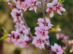 -桃花堤公园