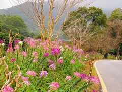 -深圳仙湖植物园