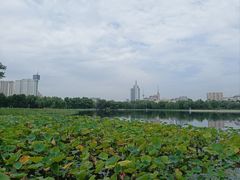 -莲花池公园