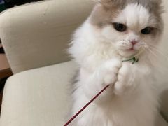 -momokira米努特·德文卷毛猫·棉花面纱犬