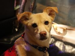 -百好乐宠物友好餐厅(朝外大街店)