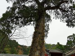 -北京上方山国家森林公园