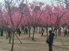 -秀丽东方