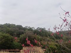 -南国桃园旅游度假区