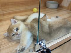 -猫十亿·布偶金渐层·曼基康矮脚猫舍(青年路店)