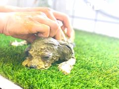 -BABYDOG宝贝狗宠物乐园(欧洲城店)