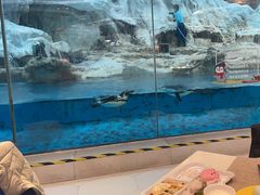 -帝企鹅自助餐厅•儿童岛•真企鹅(长隆企鹅酒店)