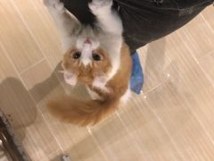 -momokira米努特·德文卷毛猫·棉花面纱犬
