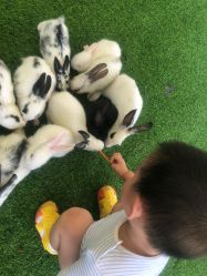 点击看大图 -萌宠亲子动物乐园(槐房万达店)