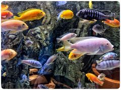 -太平洋海底世界