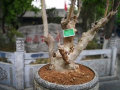 -湘子庙