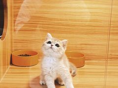 -猫十亿·布偶金渐层·曼基康矮脚猫舍(青年路店)