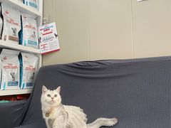 -创凡宠物医院·骨专科  猫科中心(西乡分院)
