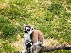 -西霞口神雕山野生动物世界