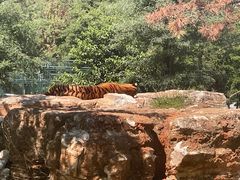 -秦皇岛野生动物园