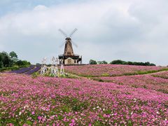 -大塘金香草谷