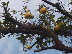 -映月湖中央公园