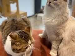 -瞄一喵猫咖(格力海岸店)