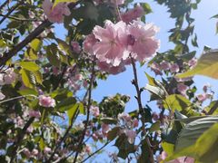 -长白岛森林公园