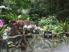 -呀诺达热带雨林