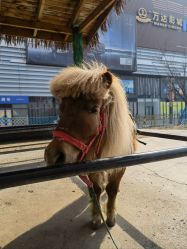 -萌宠亲子动物乐园(槐房万达店)