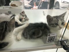 -李小姐の猫咖啡馆(五角场店)