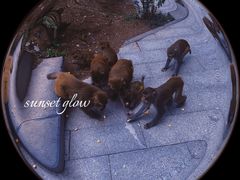 -黔灵山公园