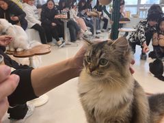 -共舞时光猫咖·狗咖(新街口店)