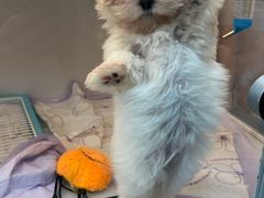 -翊宠yipet猫狗购宠庄园犬舍•猫舍