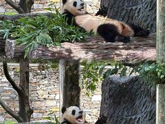 -卧龙中华大熊猫苑神树坪基地