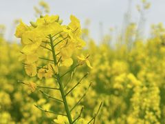 -中国天府农业博览园