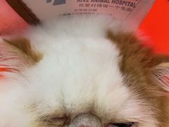 -爱诺耐芙动物医院(万博店)