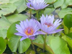 -迪茵湖田家舍生态农场