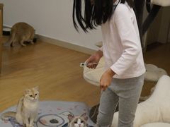 -有喵·猫咖·狗咖·30几只猫10只小狗(岗厦店)
