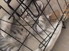 -瑞派康怡24h宠物医院·犬猫医疗中心·微创绝育(瑞景分院)