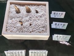 -诸城市恐龙博物馆