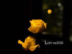 ally18-花马天堂云南餐厅 Lost Heaven(高邮路店)