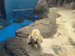 -海合安武汉极地海洋公园